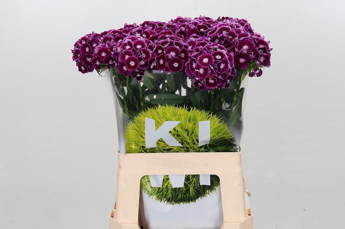 <h4>Dianthus Br Kiwi Polka Violet</h4>