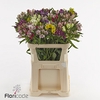 Alstroemeria mix rainbow