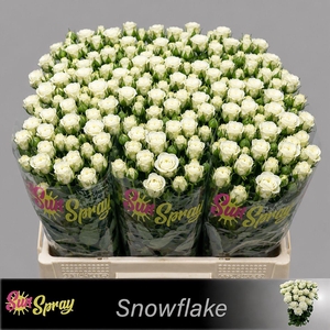 R TR SNOWFLAKE