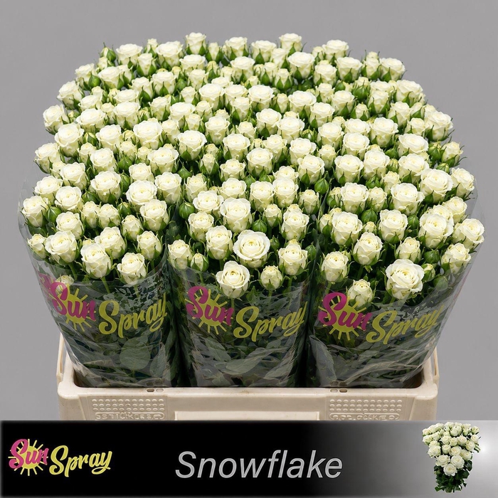<h4>R TR SNOWFLAKE</h4>