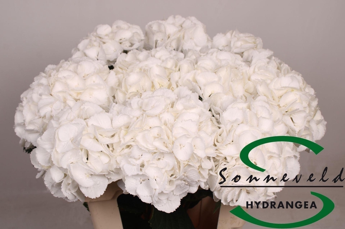 <h4>HORT ROYAL PRINCESS HYDR M ROYAL PR</h4>