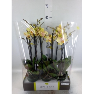 Phalaenopsis ...yellow