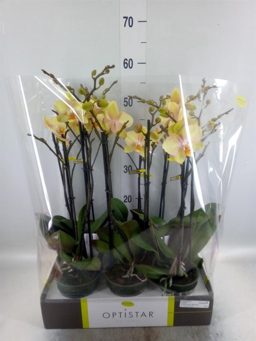 <h4>Phalaenopsis ...yellow</h4>