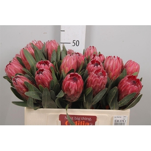 Protea Red Ice