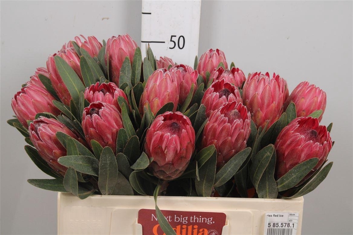<h4>Protea Red Ice</h4>