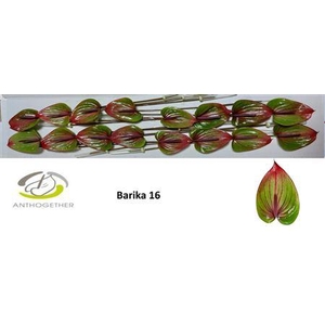 ANTH A BARIKA 16