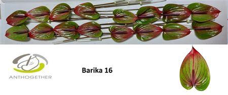 <h4>ANTH A BARIKA 16</h4>