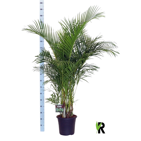 <h4>Dypsis lutescens</h4>