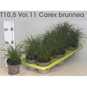 CAREX BRUNNEA