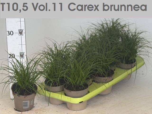 <h4>CAREX BRUNNEA</h4>
