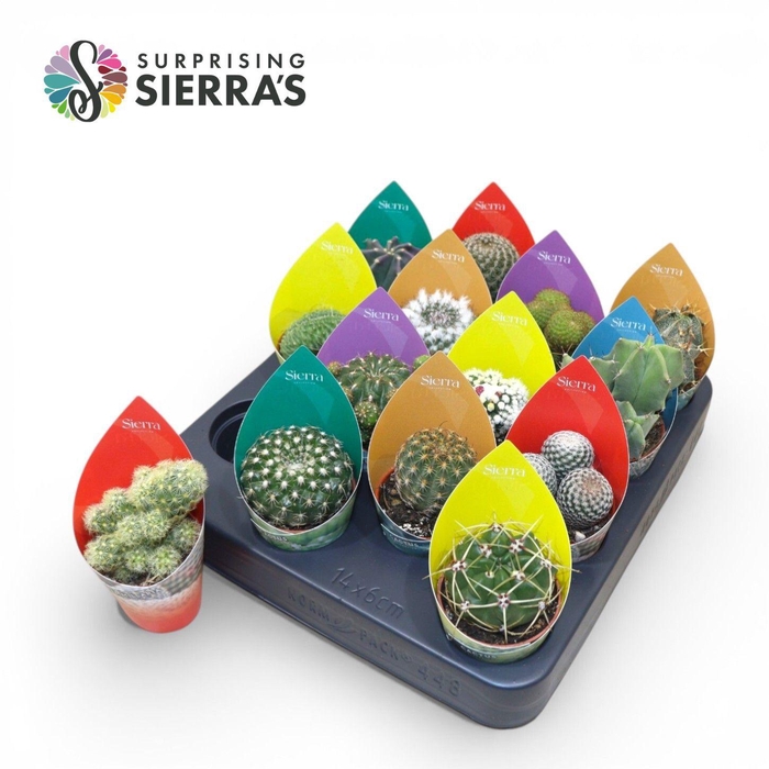 <h4>Surprise® - Cactus Mix (Deluxe)</h4>