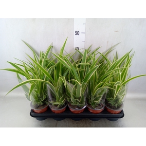 Chlorophytum com.