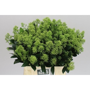 Skimmia J Frank White