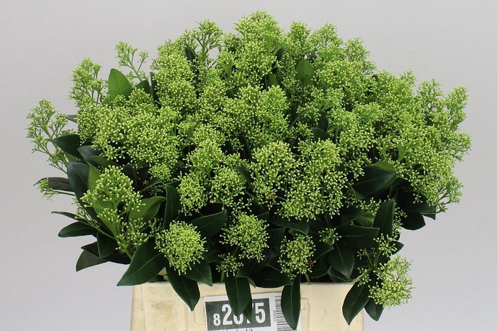 <h4>Skimmia J Frank White</h4>