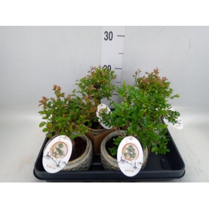 Bonsai   ...mix
