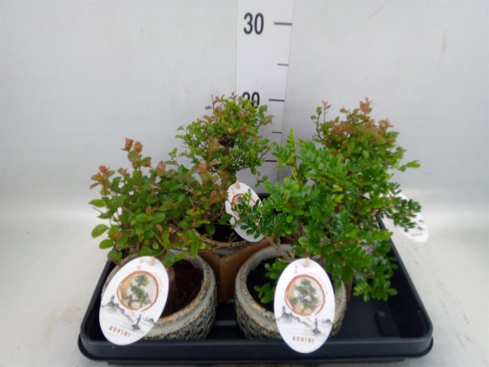<h4>Bonsai   ...mix</h4>