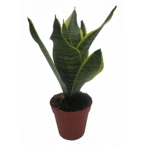 SANSEVIERIA TRIFASCIATA