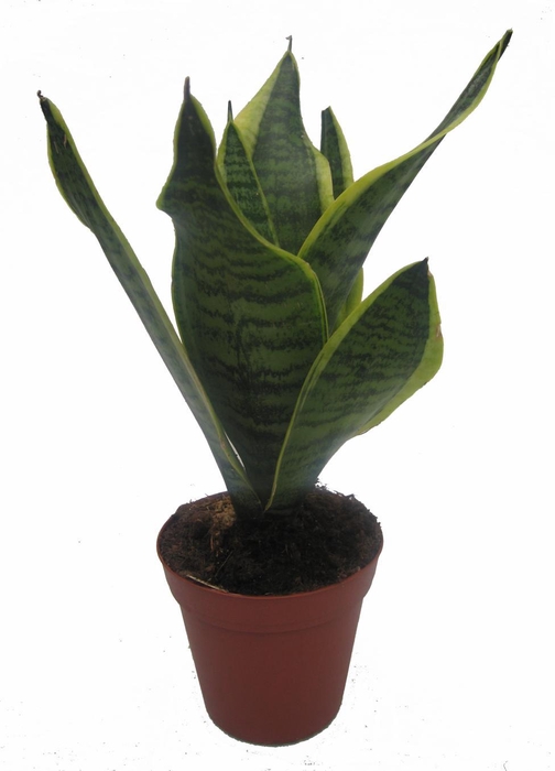 <h4>SANSEVIERIA TRIFASCIATA</h4>