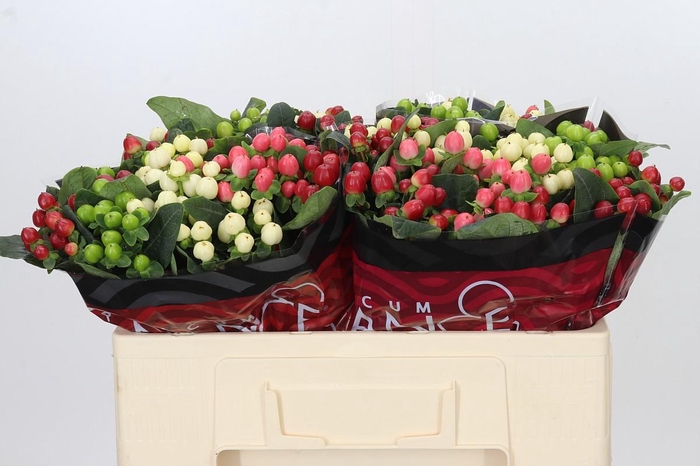 <h4>Hypericum Rainbow Romance</h4>