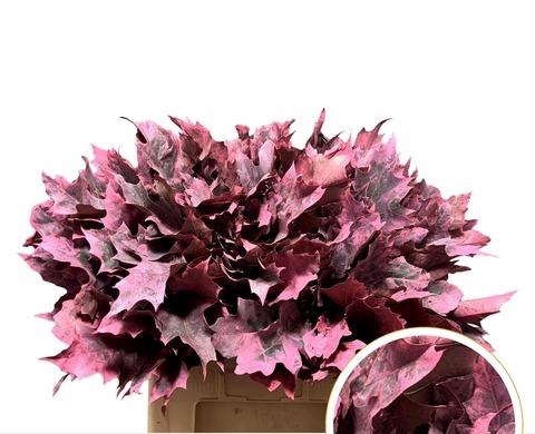 QUERC RUBRA 60CM FROST CORAL