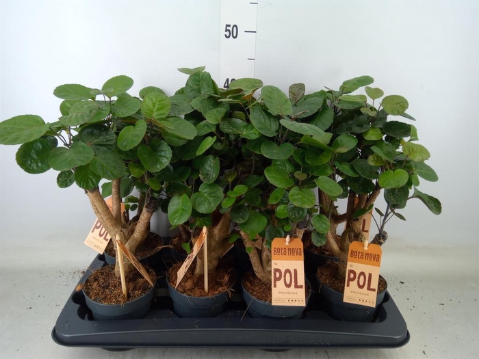 <h4>Polyscias scutellaria 'Fabian'</h4>