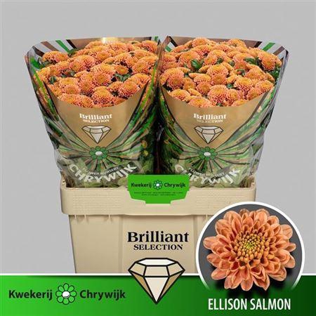 <h4>Chr S Ellison Salmon Brilliant</h4>