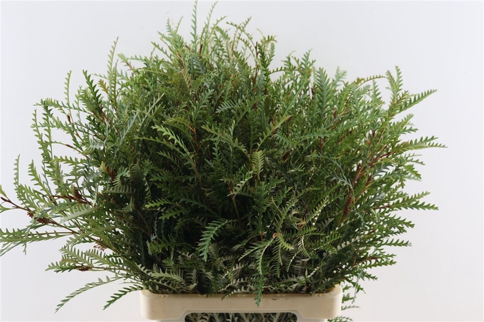 <h4>Grevillea Ivanhoe Groen 70cm</h4>