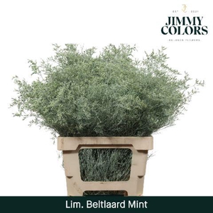 Lim Bel L70 Mint