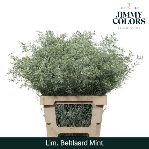 <h4>Lim Bel L70 Mint</h4>