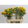 Helianthus Orange Fire