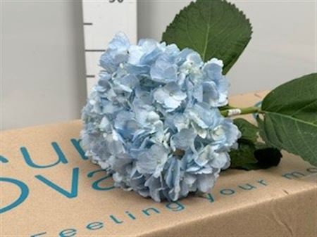 <h4>Hydr Premium Light Blue</h4>