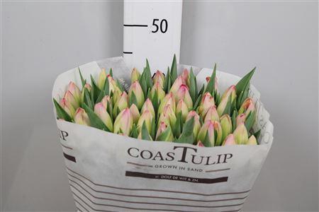 <h4>Tu En Supri Erotic</h4>