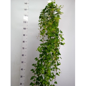 Hedera helix 'Anna'