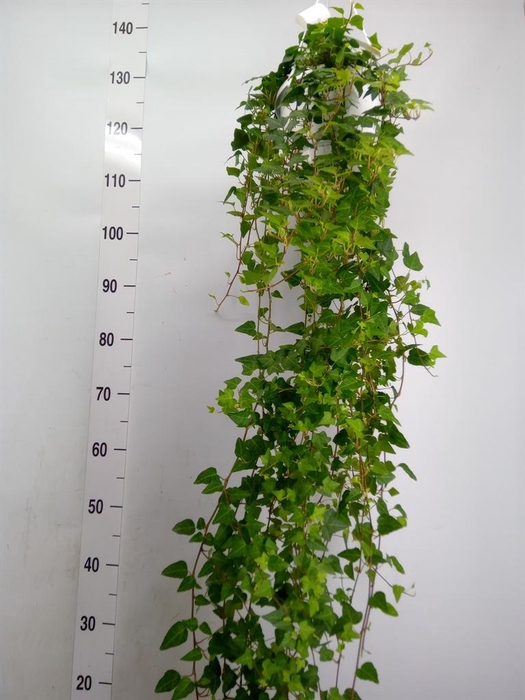 <h4>Hedera helix 'Anna'</h4>