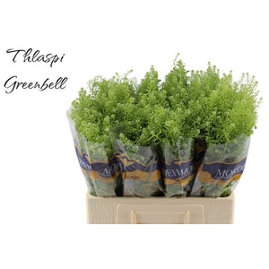 LEP RU GREEN BELL chambre