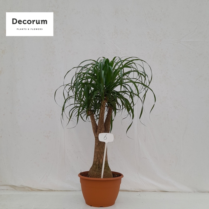 <h4>Beaucarnea vertakt op nummer 06</h4>