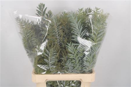 <h4>Acacia Luna D'argento Per Bunch</h4>