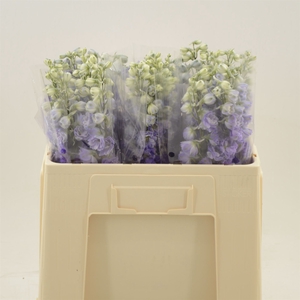Delphinium DU 'Dev Purple Heart'