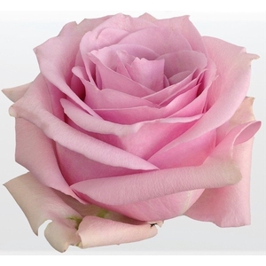 R Gr Nautica Pink 60cm EC