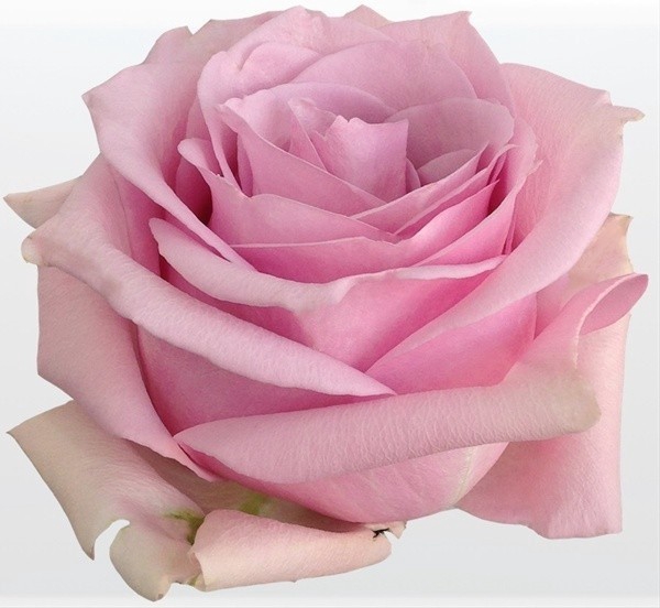 <h4>R Gr Nautica Pink 60cm EC</h4>
