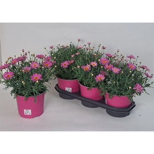 Argyranthemum frutescens 'Simba Pink with Eye'