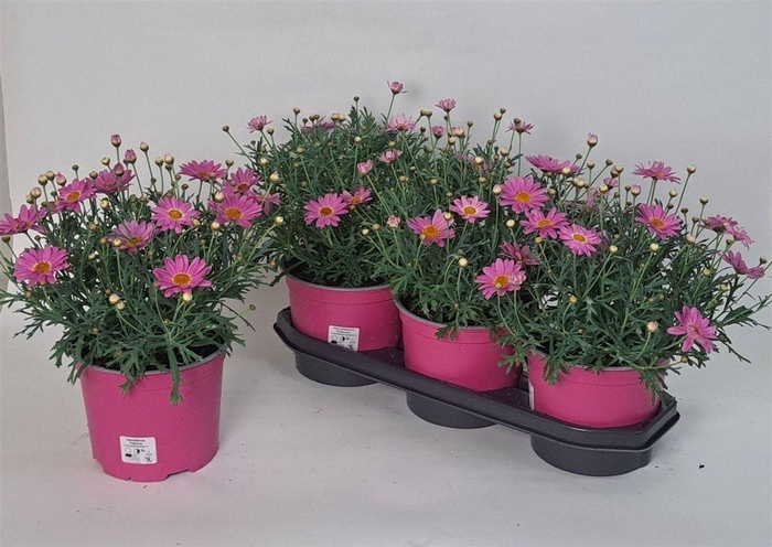<h4>Argyranthemum frutescens 'Simba Pink with Eye'</h4>