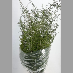 Sprengerie Wild Naturel P Stem