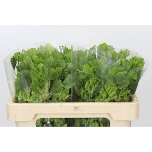 MOLUCCELLA LAEVIS MOLUCCELLA LAEVIS