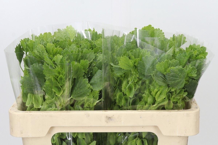 <h4>MOLUCCELLA LAEVIS MOLUCCELLA LAEVIS</h4>