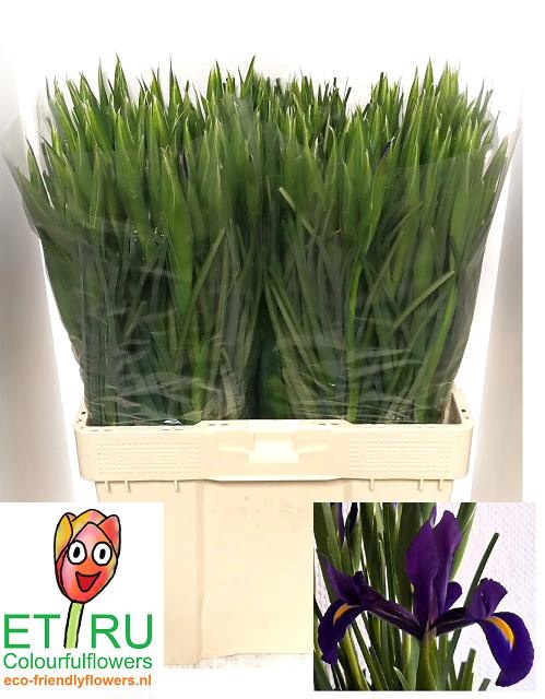 <h4>IRIS HONG KONG</h4>