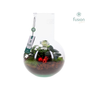 Green Bottle Suzanne Medium Kerst met Helleborus