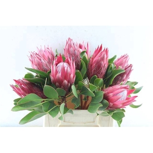 PROTEA CY MADIBA