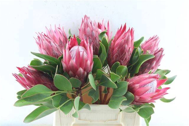 <h4>PROTEA CY MADIBA</h4>