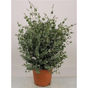 Eucalyptus Gunnii Bush - 1154